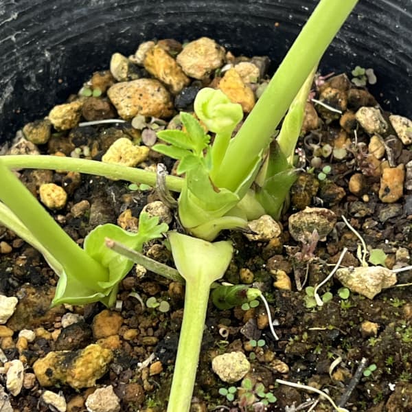 高正園さんのクリスマスローズ：26-19ダブル／4.5号ポット【現品販売】（開花終了株）