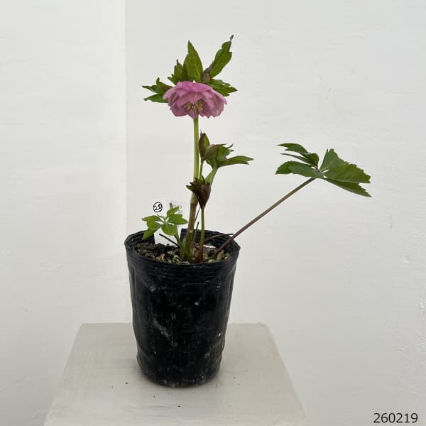 高正園さんのクリスマスローズ：26-20ダブル／4.5号ポット【現品販売】