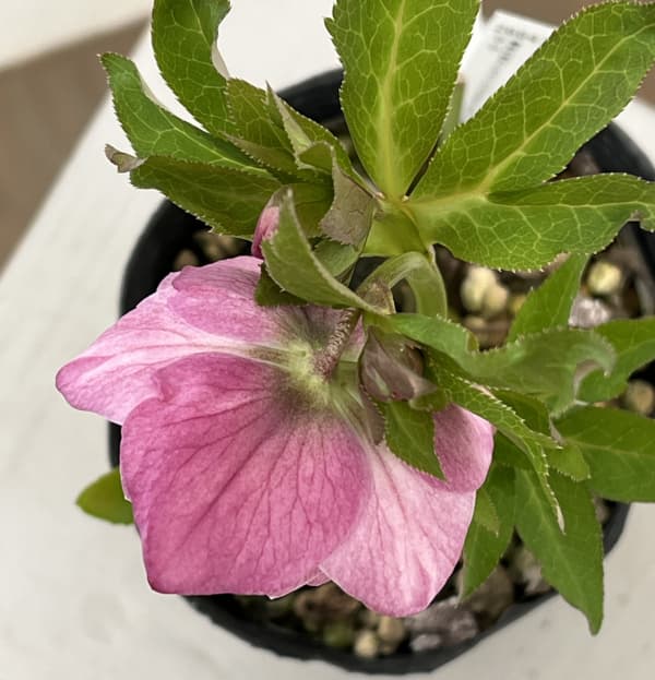 高正園さんのクリスマスローズ：26-20ダブル／4.5号ポット【現品販売】（開花終了株）