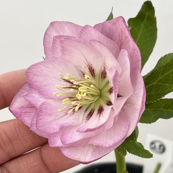 高正園さんのクリスマスローズ：26-20ダブル／4.5号ポット【現品販売】（開花終了株）