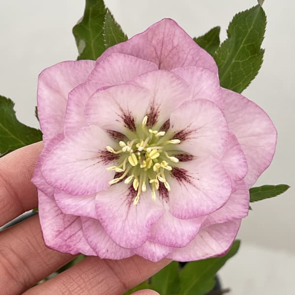 高正園さんのクリスマスローズ：26-20ダブル／4.5号ポット【現品販売】（開花終了株）