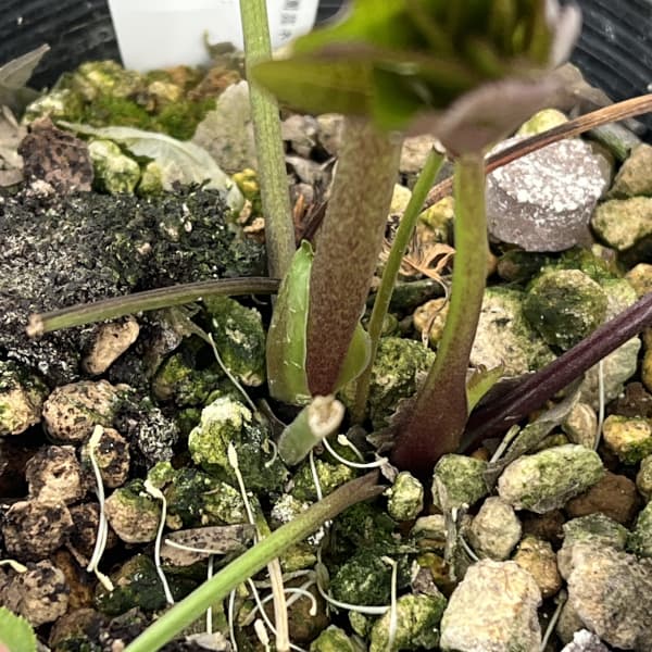 高正園さんのクリスマスローズ：26-20ダブル／4.5号ポット【現品販売】（開花終了株）