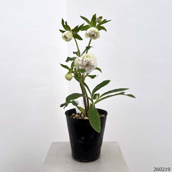 高正園さんのクリスマスローズ：26-21ダブル／4.5号ポット【現品販売】