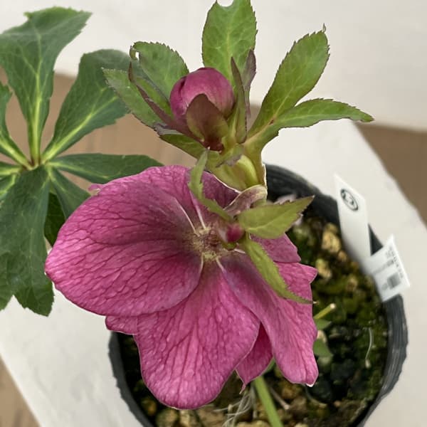 高正園さんのクリスマスローズ：26-22ダブル／4.5号ポット【現品販売】（開花終了株）