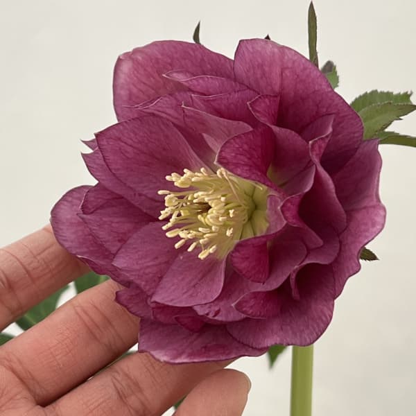 高正園さんのクリスマスローズ：26-22ダブル／4.5号ポット【現品販売】（開花終了株）