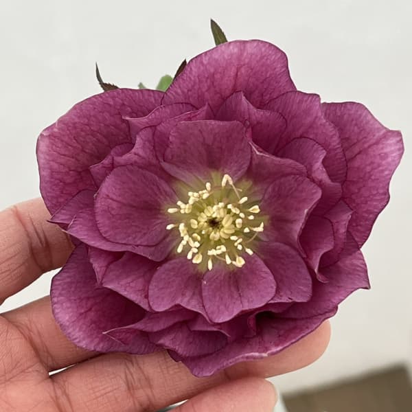 高正園さんのクリスマスローズ：26-22ダブル／4.5号ポット【現品販売】（開花終了株）