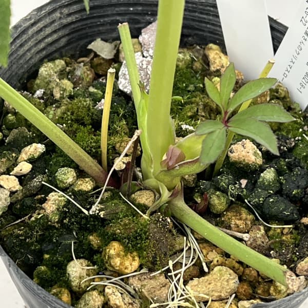 高正園さんのクリスマスローズ：26-22ダブル／4.5号ポット【現品販売】（開花終了株）