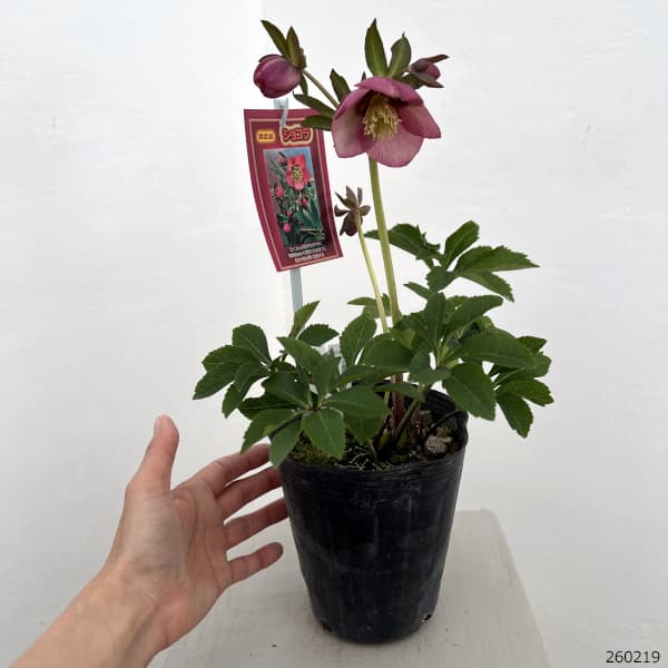 高正園さんのクリスマスローズ：26-23シングル　ショコラ／4.5号ポット【現品販売】