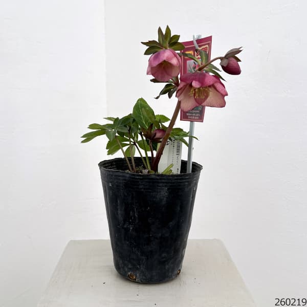 高正園さんのクリスマスローズ：26-24シングル　ショコラ／4.5号ポット【現品販売】