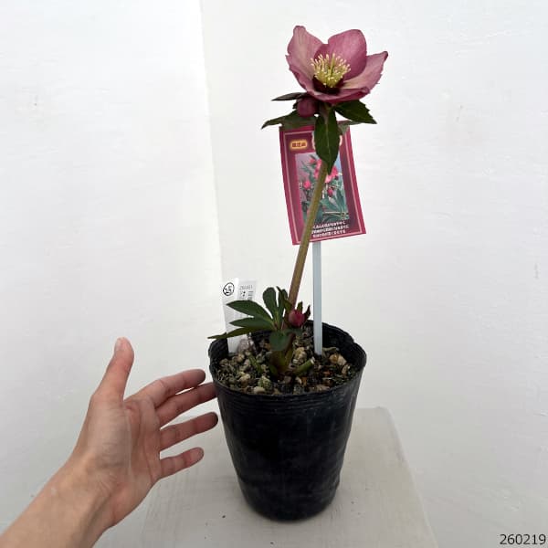 高正園さんのクリスマスローズ：26-25シングル　ショコラ／4.5号ポット【現品販売】