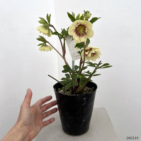 高正園さんのクリスマスローズ：26-26ダブル　ショコラレモン／4.5号ポット【現品販売】