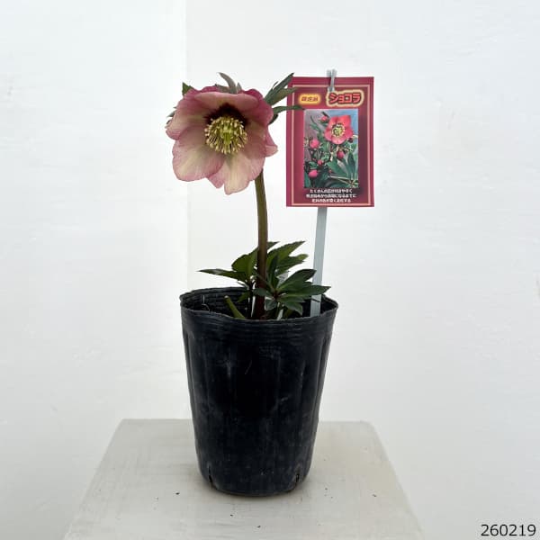 高正園さんのクリスマスローズ：26-27シングル　ショコラ／4.5号ポット【現品販売】