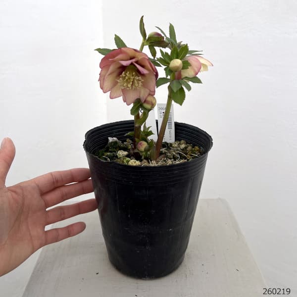 高正園さんのクリスマスローズ：26-29ダブル／4.5号ポット【現品販売】