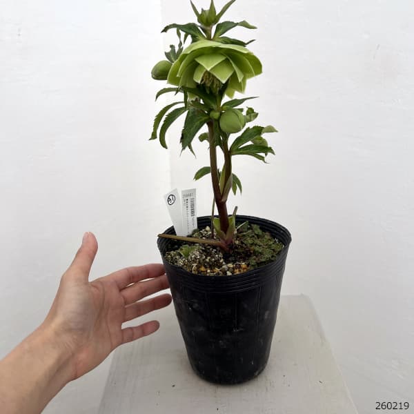 高正園さんのクリスマスローズ：26-31ダブル／4.5号ポット【現品販売】