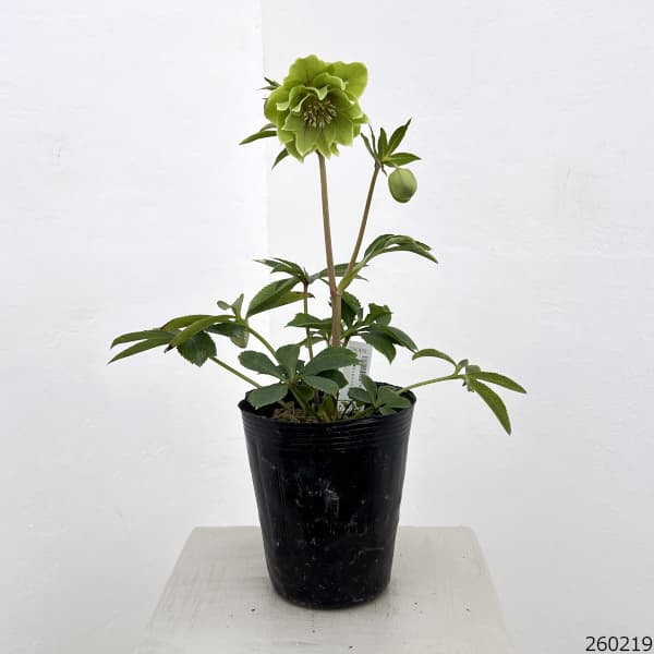 高正園さんのクリスマスローズ：26-32ダブル／4.5号ポット【現品販売】