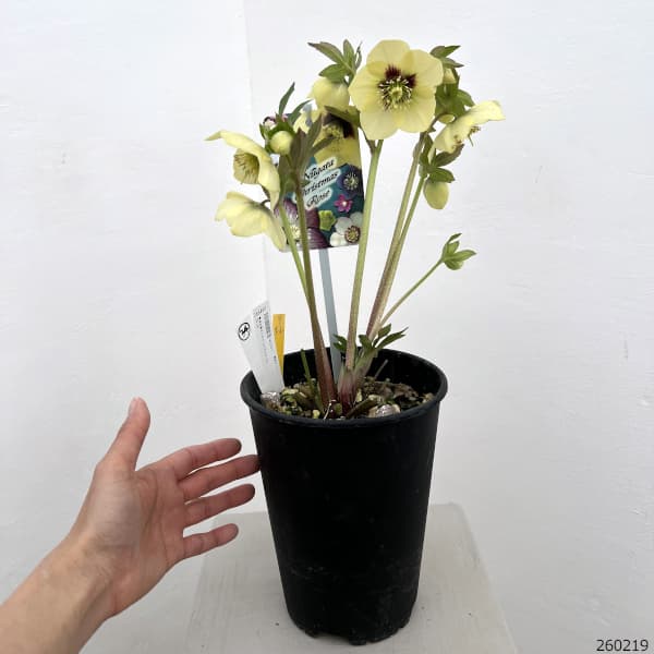 高正園さんのクリスマスローズ:26-34シングル/5号ポット【現品販売】