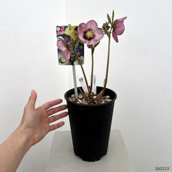 高正園さんのクリスマスローズ：26-35シングル／5号ポット【現品販売】