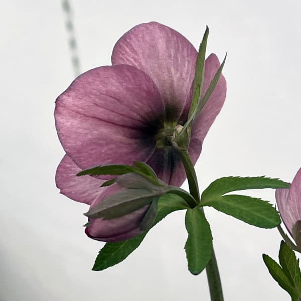 高正園さんのクリスマスローズ：26-35シングル／5号ポット【現品販売】（開花終了株）