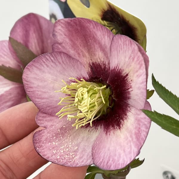 高正園さんのクリスマスローズ：26-35シングル／5号ポット【現品販売】（開花終了株）