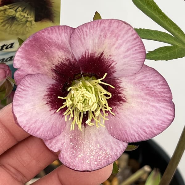 高正園さんのクリスマスローズ：26-35シングル／5号ポット【現品販売】（開花終了株）