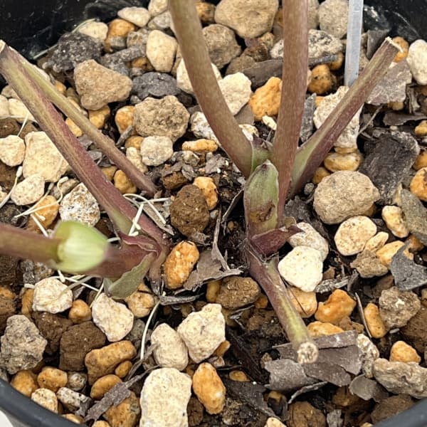 高正園さんのクリスマスローズ：26-35シングル／5号ポット【現品販売】（開花終了株）