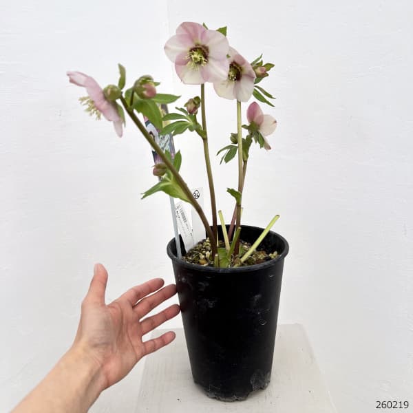 高正園さんのクリスマスローズ：26-36シングル／5号ポット【現品販売】