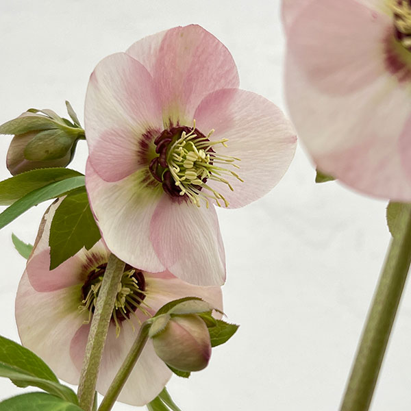 高正園さんのクリスマスローズ：26-36シングル／5号ポット【現品販売】