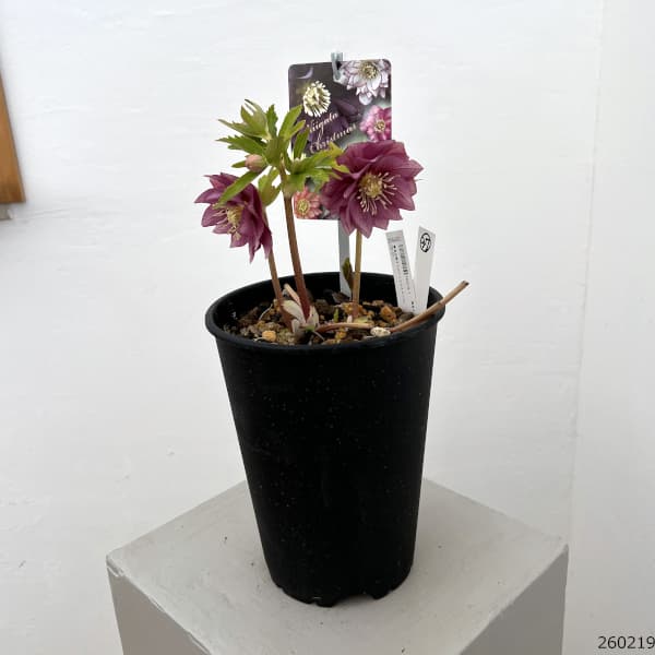 高正園さんのクリスマスローズ：26-37ダブル／5号ポット【現品販売】