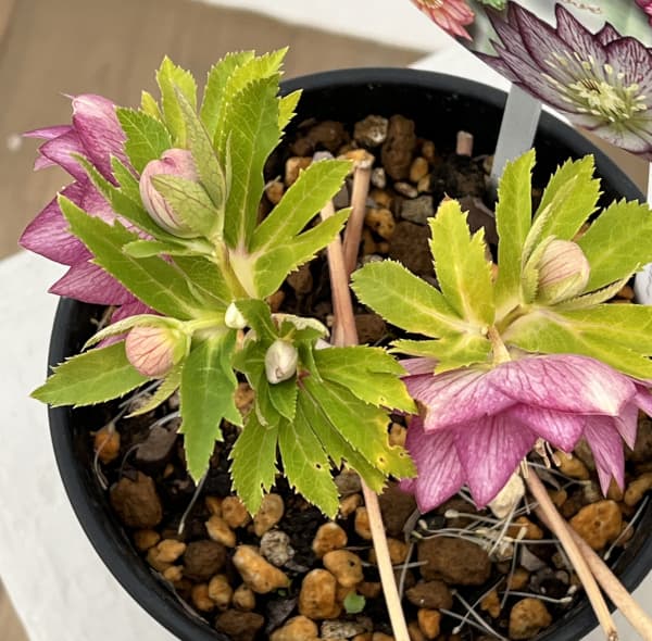 高正園さんのクリスマスローズ：26-37ダブル／5号ポット【現品販売】