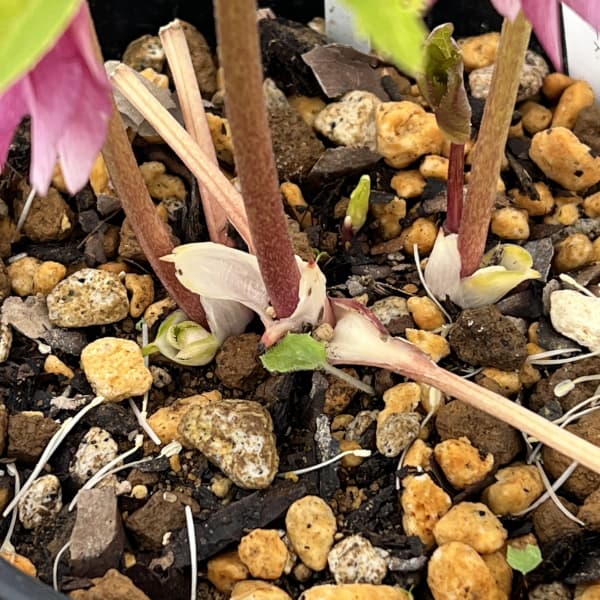 高正園さんのクリスマスローズ：26-37ダブル／5号ポット【現品販売】