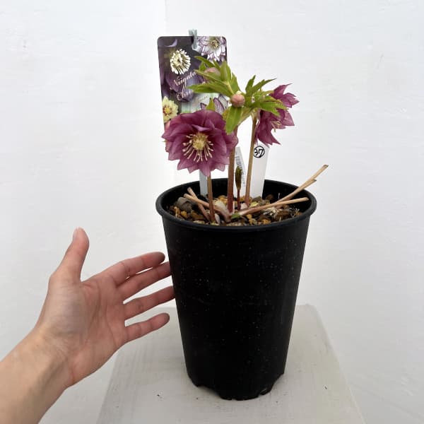 高正園さんのクリスマスローズ：26-37ダブル／5号ポット【現品販売】