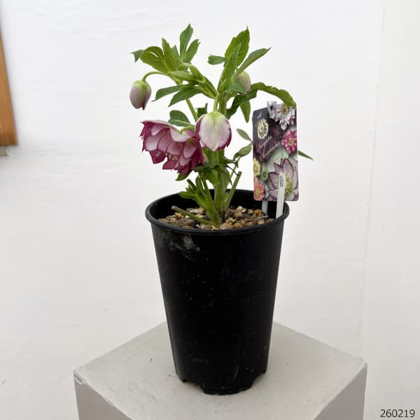 高正園さんのクリスマスローズ：26-38ダブル／5号ポット【現品販売】