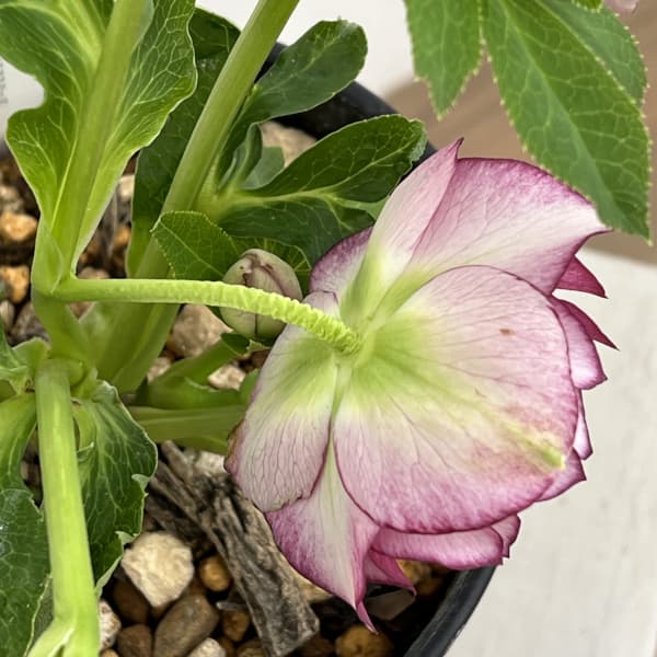 高正園さんのクリスマスローズ：26-38ダブル／5号ポット【現品販売】