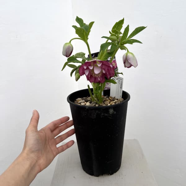 高正園さんのクリスマスローズ：26-38ダブル／5号ポット【現品販売】