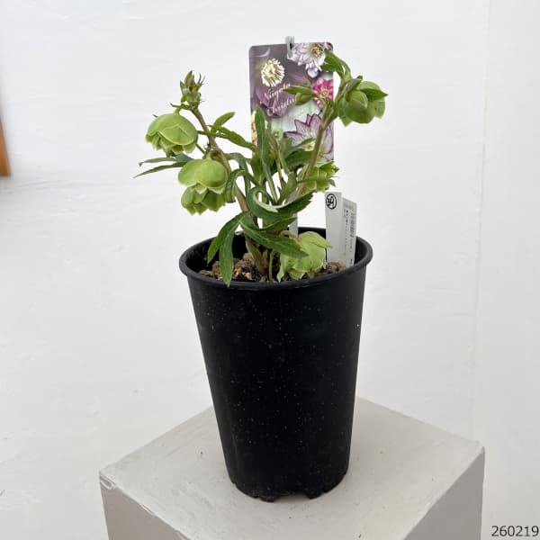 高正園さんのクリスマスローズ:26-39ダブル/5号ポット【現品販売】