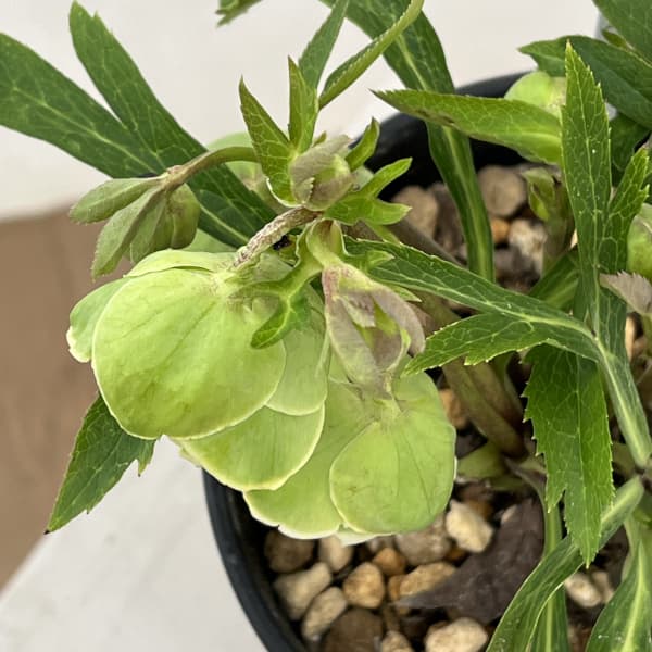 高正園さんのクリスマスローズ:26-39ダブル/5号ポット【現品販売】