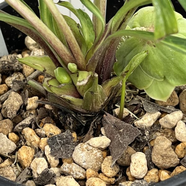 高正園さんのクリスマスローズ:26-39ダブル/5号ポット【現品販売】