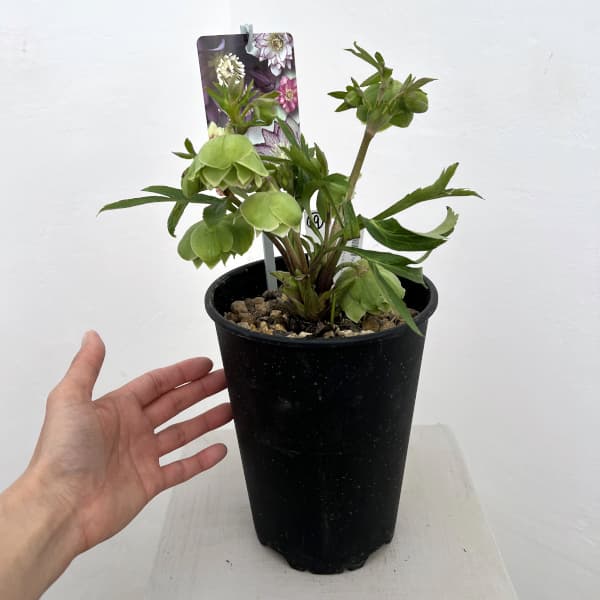 高正園さんのクリスマスローズ:26-39ダブル/5号ポット【現品販売】