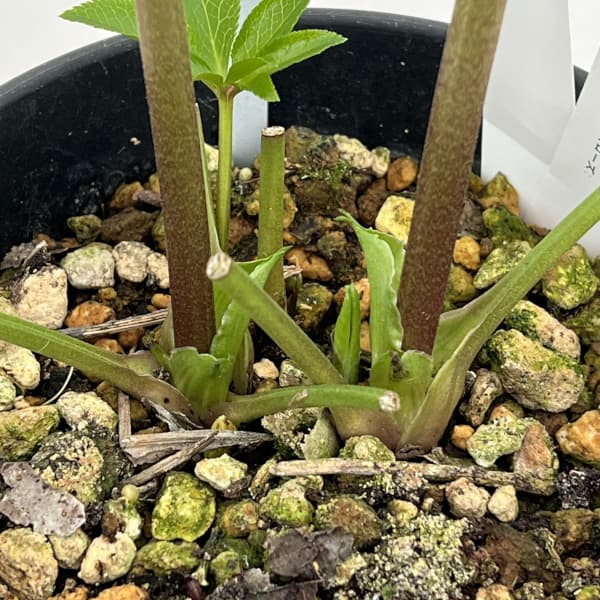 高正園さんのクリスマスローズ：26-40ダブル／5号ポット【現品販売】