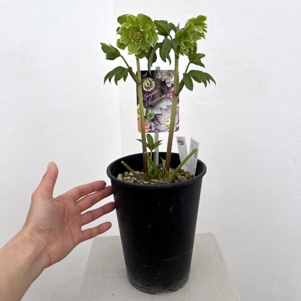 高正園さんのクリスマスローズ：26-40ダブル／5号ポット【現品販売】