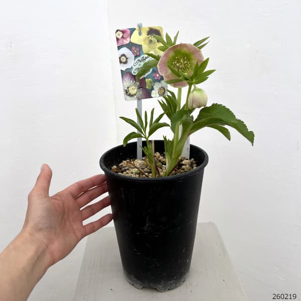 高正園さんのクリスマスローズ：26-41シングル／5号ポット【現品販売】