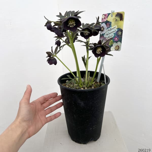 高正園さんのクリスマスローズ：26-42シングル／5号ポット【現品販売】