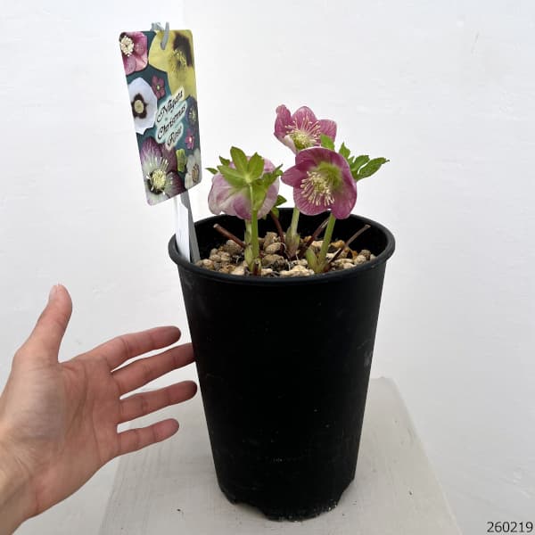 高正園さんのクリスマスローズ：26-43シングル／5号ポット【現品販売】