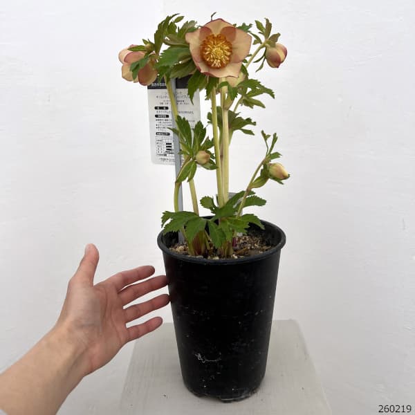 高正園さんのクリスマスローズ：26-44セミダブル／5号ポット【現品販売】