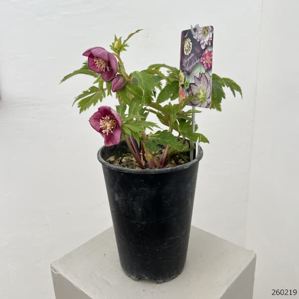 高正園さんのクリスマスローズ:26-47セミダブル/5号ポット【現品販売】