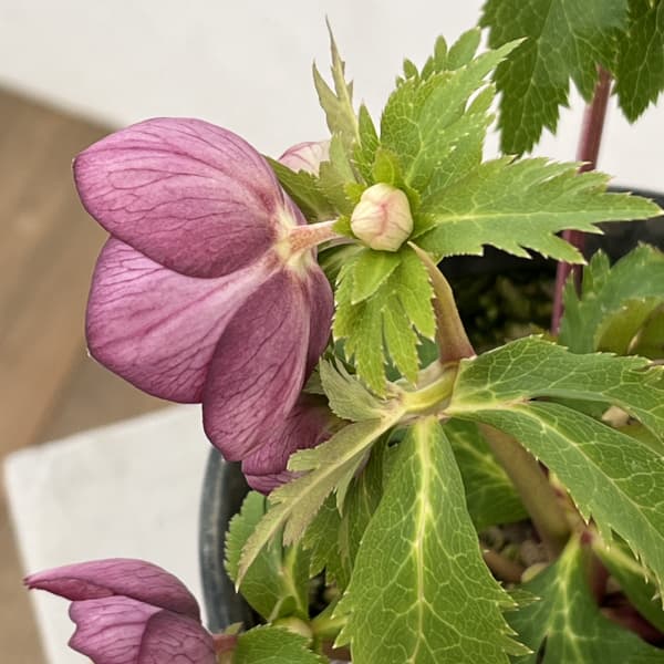 高正園さんのクリスマスローズ:26-47セミダブル/5号ポット【現品販売】