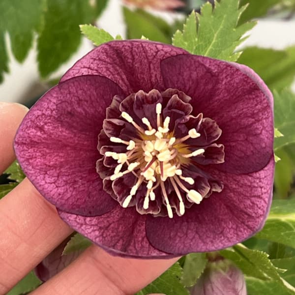 高正園さんのクリスマスローズ:26-47セミダブル/5号ポット【現品販売】