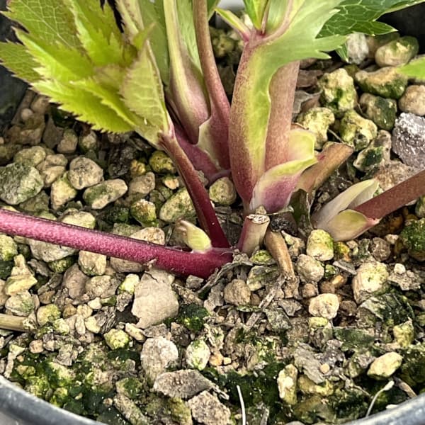 高正園さんのクリスマスローズ:26-47セミダブル/5号ポット【現品販売】