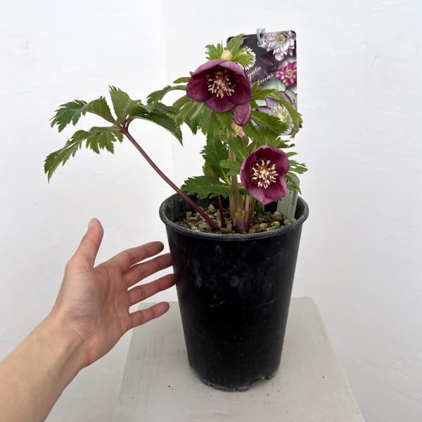 高正園さんのクリスマスローズ:26-47セミダブル/5号ポット【現品販売】