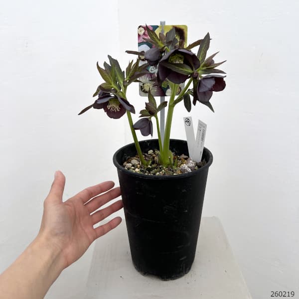 高正園さんのクリスマスローズ：26-48シングル／5号ポット【現品販売】